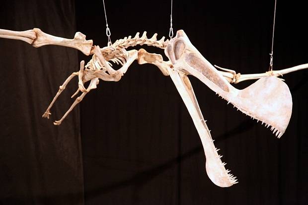 Museu Nacional apresenta novo gigante pré-histórico brasileiro
