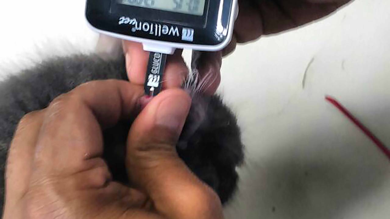 diabetes gatinho