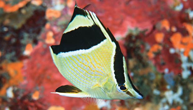 Tão perto, tão longe