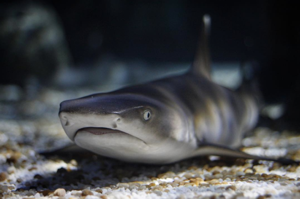 Passeio ao fundo do mar