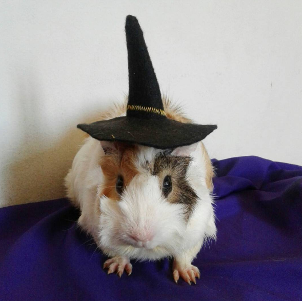 Meu Pet na Vejinha: Sofia