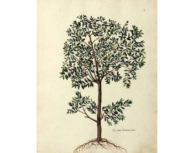 Tem tamb&eacute;m para os amantes da natureza<br>
