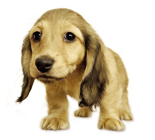 Fashion Mall recebe segunda edição do Pet Park