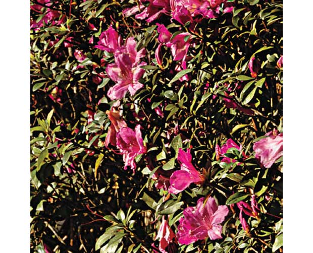 Ela também floresce no frio: Azaléia (Rhododendron simsii)<br> Ela também floresce no frio: Azaléia (Rhododendron simsii)<br>