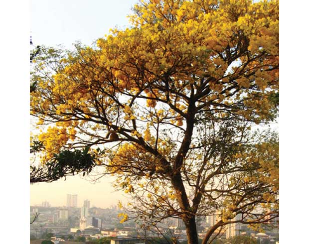 Ela também floresce no frio: Ipê amarelo (Tabebuia chrysotricha)<br> Ela também floresce no frio: Ipê amarelo (Tabebuia chrysotricha)<br>