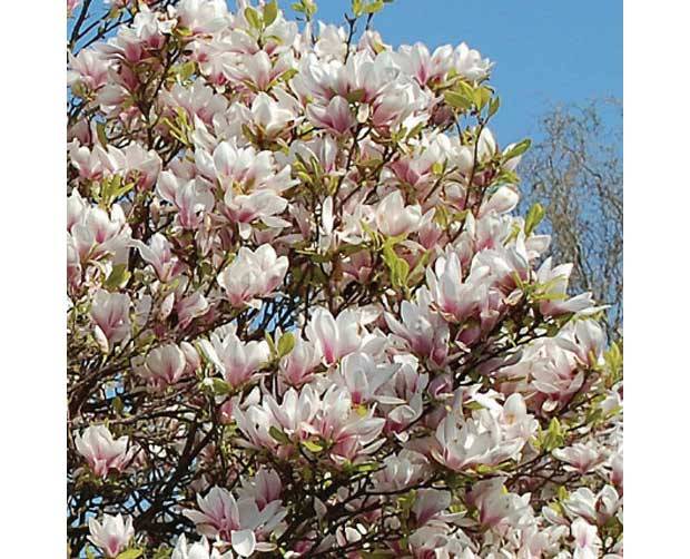 Ela tamb&eacute;m floresce no frio: Magn&oacute;lia (Magnolia liliflora)<br>