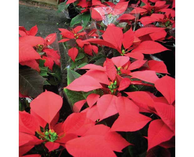 Ela também floresce no frio: Bico-de-papagaio (Euphorbia pulcherrima)<br> Ela também floresce no frio: Bico-de-papagaio (Euphorbia pulcherrima)<br>