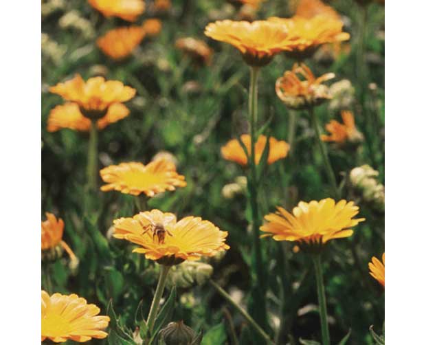 Ela também floresce no frio: Calêndula (Calendula officinalis)<br> Ela também floresce no frio: Calêndula (Calendula officinalis)<br>