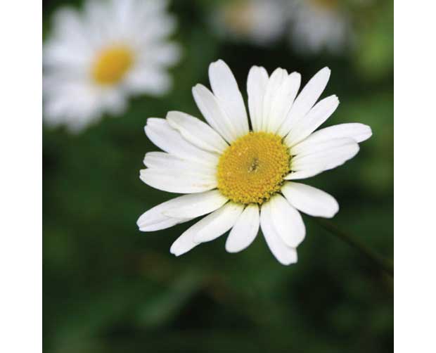 Ela também floresce no frio: Margarida (Chrysanthemum leucanthemum)<br> Ela também floresce no frio: Margarida (Chrysanthemum leucanthemum)<br>