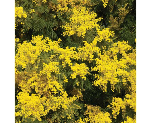 Ela também floresce no frio: Acácia (Acacia farnesiana)<br> Ela também floresce no frio: Acácia (Acacia farnesiana)<br>