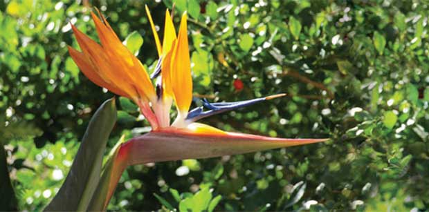 Ela também floresce no frio: Estrelítzia (Strelitzia reginae)<br> Ela também floresce no frio: Estrelítzia (Strelitzia reginae)<br>