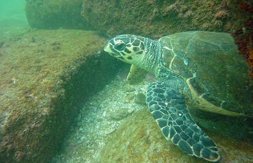 A fauna marinha no entorno &eacute; requ&iacute;ssima e lar de esp&eacute;cies amea&ccedil;adas, como a tartaruga verde, que chega a viver 80 anos<br>