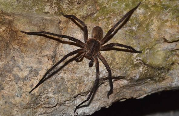 Extremamente agressiva, a aranha armadeira &eacute; considerada uma das mais venenosas do mundo. Sua picada pode levar um adulto &agrave; morte em at&eacute; seis horas<br>