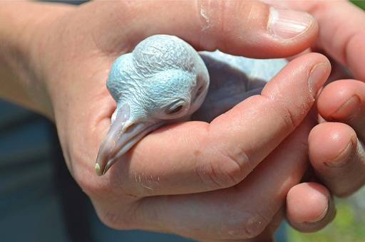Fragata rec&eacute;m-nascida &eacute; avaliada por bi&oacute;logo. Ilhas s&atilde;o ber&ccedil;&aacute;rio para aves como a gaivota<br>