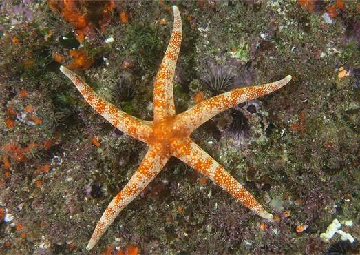 Estrela do mar da esp&eacute;cie narcissia trigonaria<br>