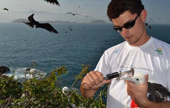Pesquisador faz medi&ccedil;&otilde;es de uma fragata na Ilha Redonda<br>