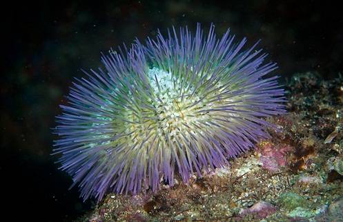 O ouriço do mar é uma das muitas espécies catalogadas na região do arquipélago, que também abriga golfinhos da espécie flipper<br> O ouriço do mar é uma das muitas espécies catalogadas na região do arquipélago, que também abriga golfinhos da espécie flipper<br>