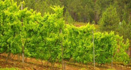 O que é o “Vinho Verde”? Ele tem cor Verde?