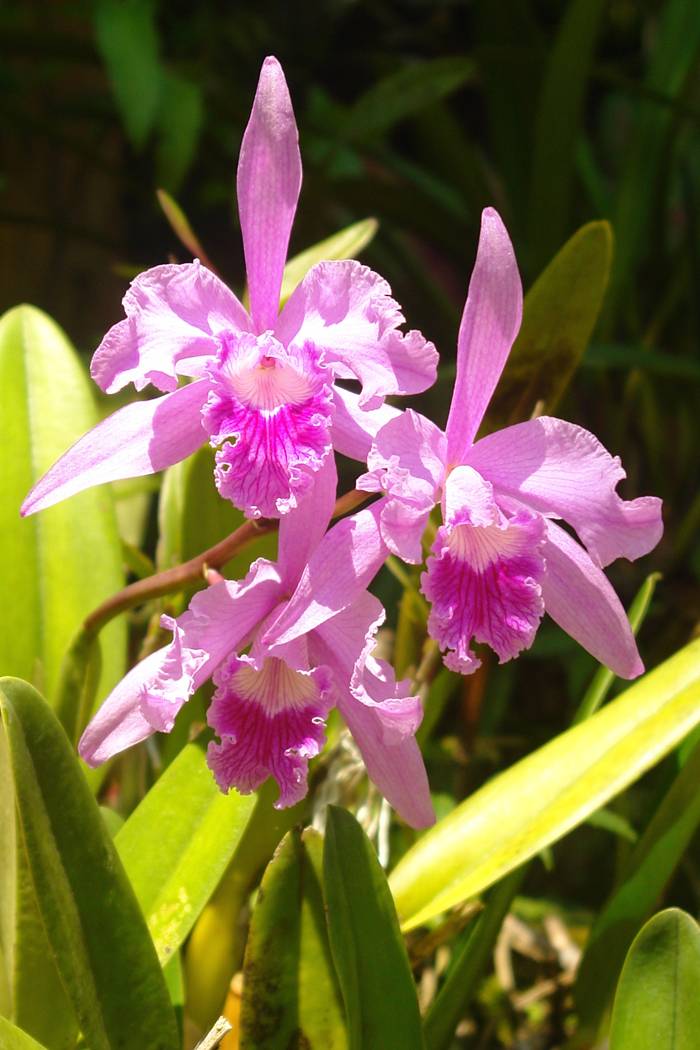 Jardim Botânico recebe a tradicional mostra anual de orquídeas