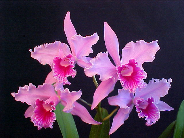 Jardim Botânico convoca cariocas a admirar as orquídeas de inverno