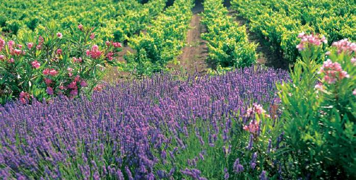 lavanda