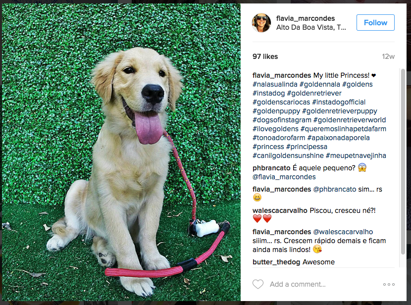 Meu Pet na Vejinha: Nala