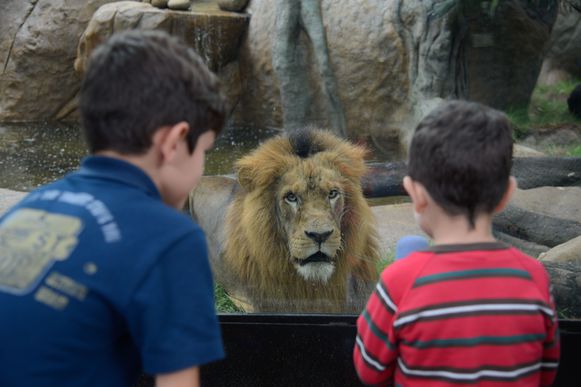 Zoológico do Rio abre diariamente durante as férias escolares