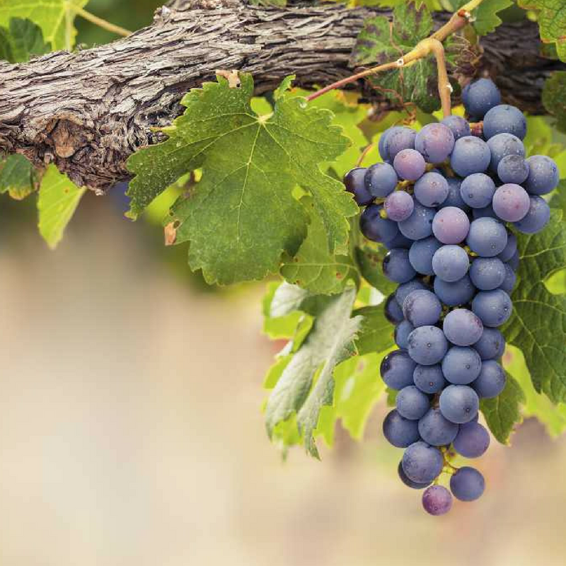 A Tannat e seus taninos