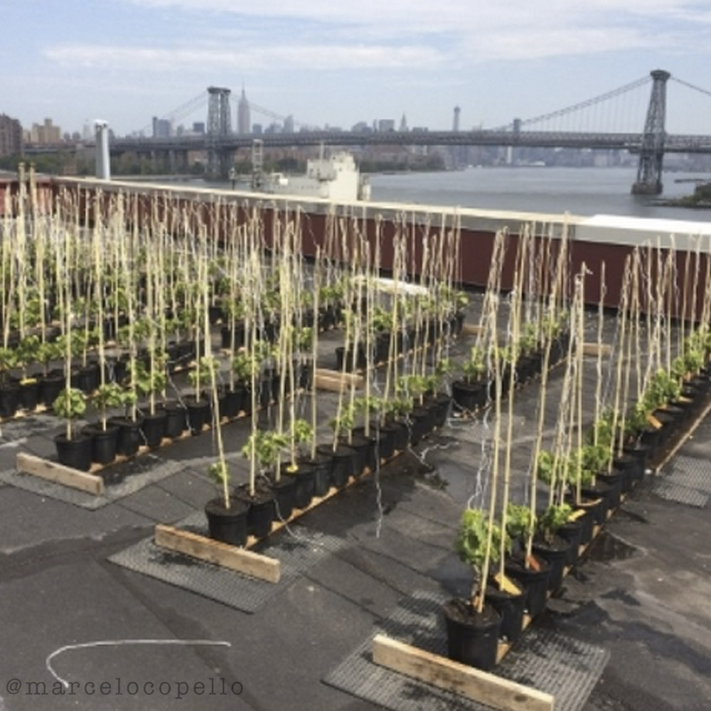 Vinhedo nos telhados do Brooklyn