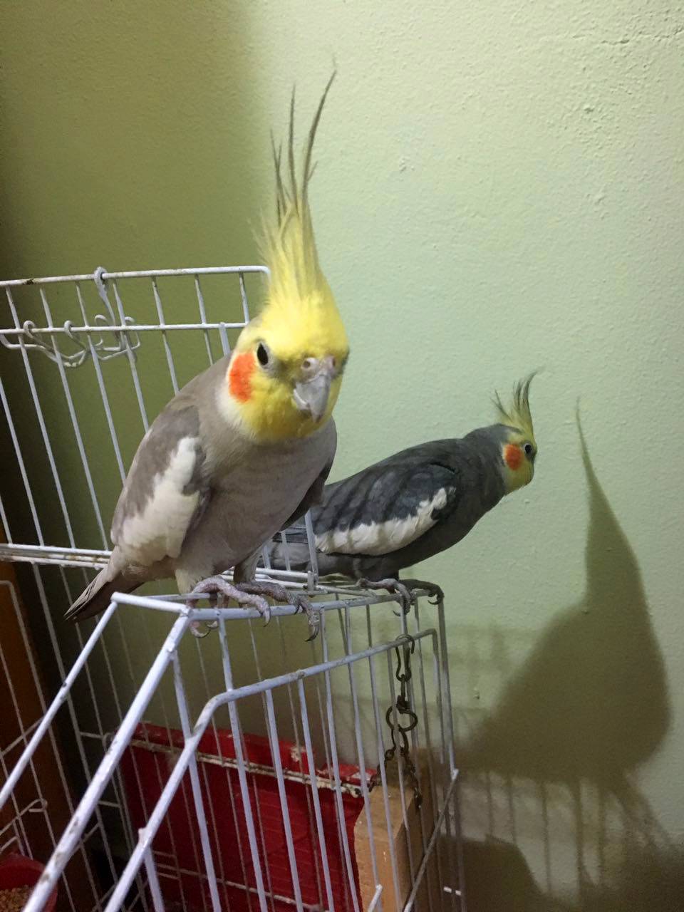 Meu Pet na Vejinha: Kiko e Kani