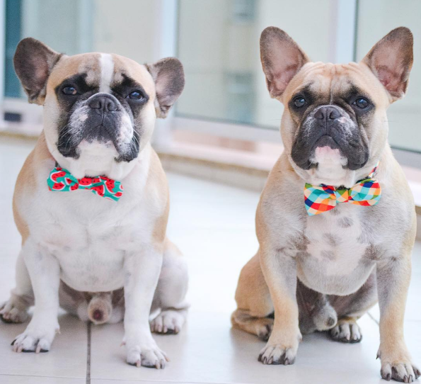 Pets cariocas tornam-se celebridades virtuais