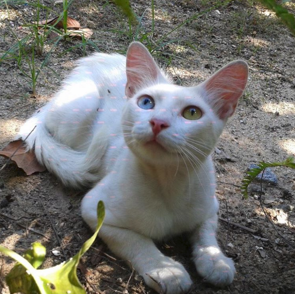 Meu Pet na Vejinha: Milo