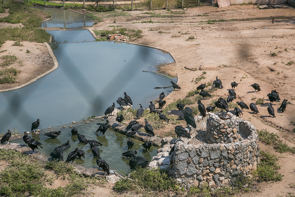 ZOOLOGICO RIO DE JANEIRO