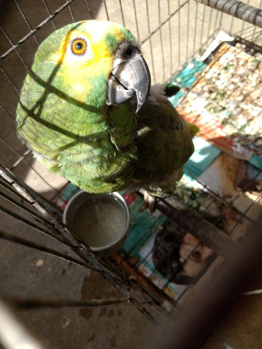 Meu Pet na Vejinha: Louro