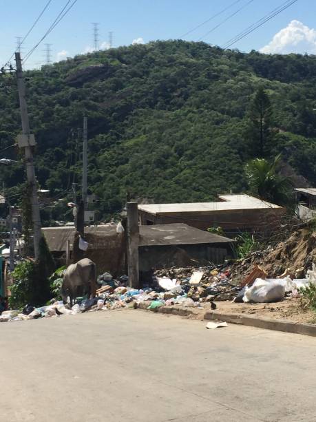 Animais e lixo espalhado mostram o abandono no Complexo do Alem&atilde;o