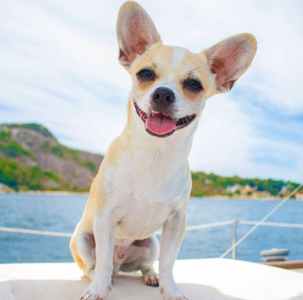 Meu Pet na Vejinha: Bento