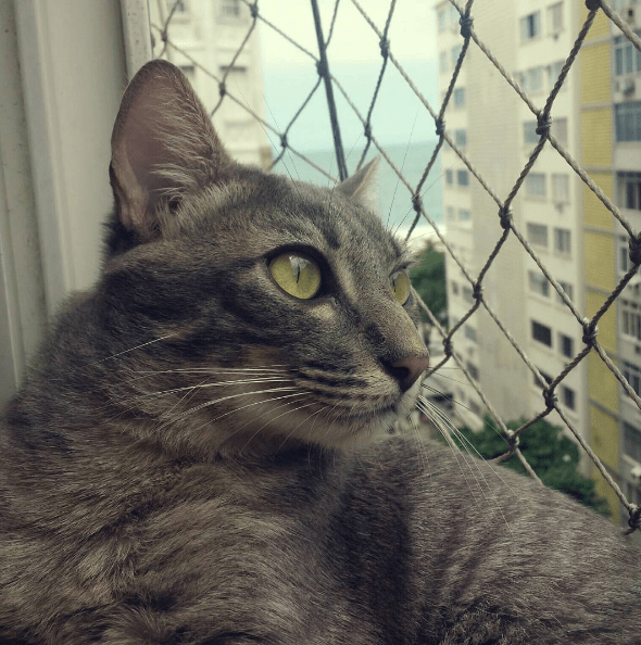 Meu Pet na Vejinha: Bobs