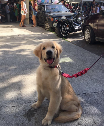 Meu Pet na Vejinha: Hanna