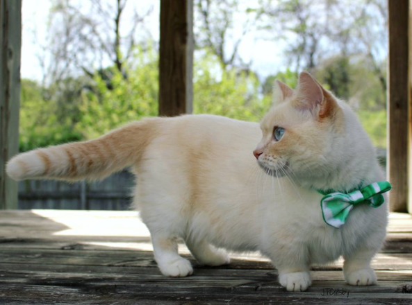 Gatos da raça Munchkin fazem sucesso na internet