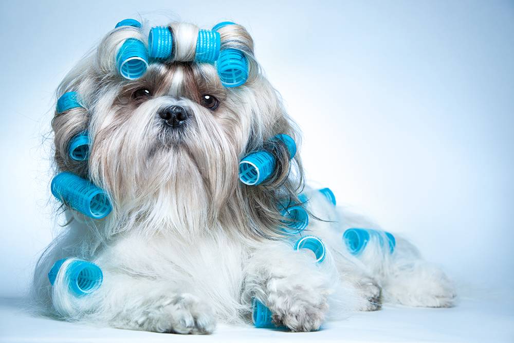 Três groomers cariocas que atendem em domicílio