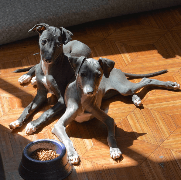 Meu Pet na Vejinha: Palito e Vareta