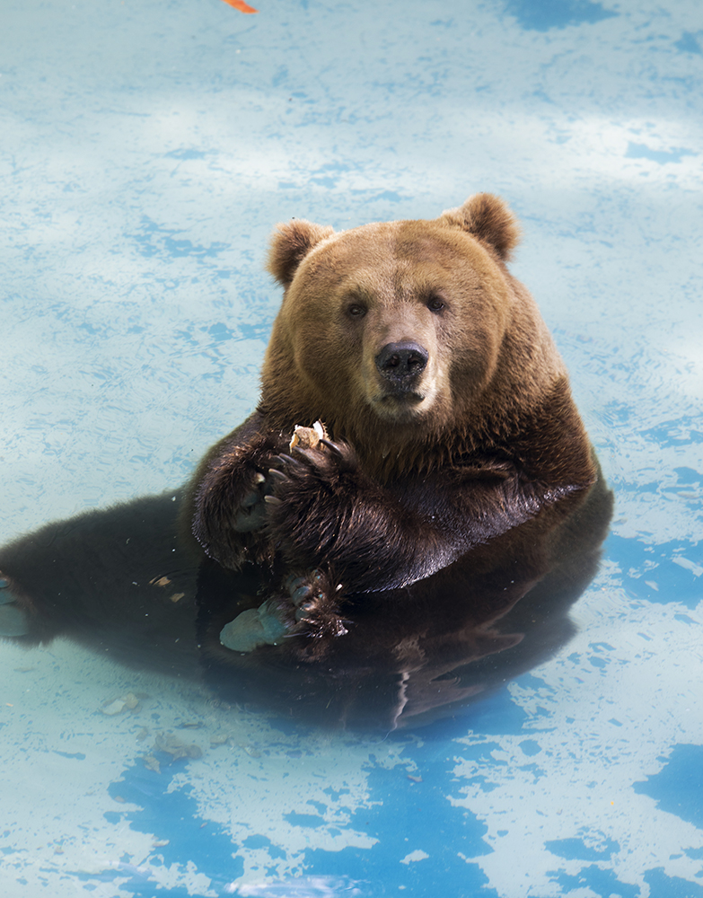 Lançamento de livro promove debate neste sábado (11) no RioZoo
