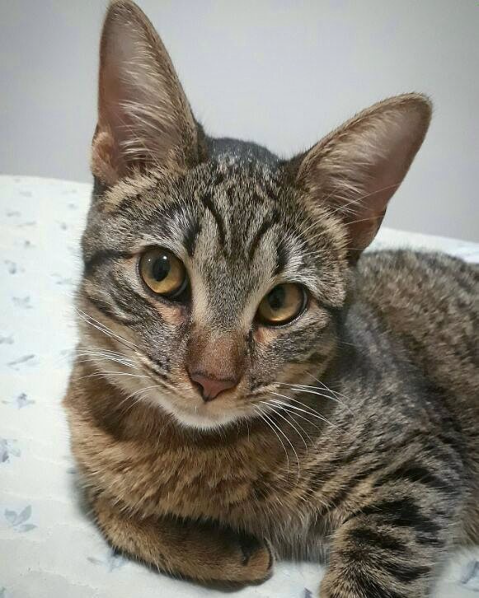 Meu Pet na Vejinha: Pandora