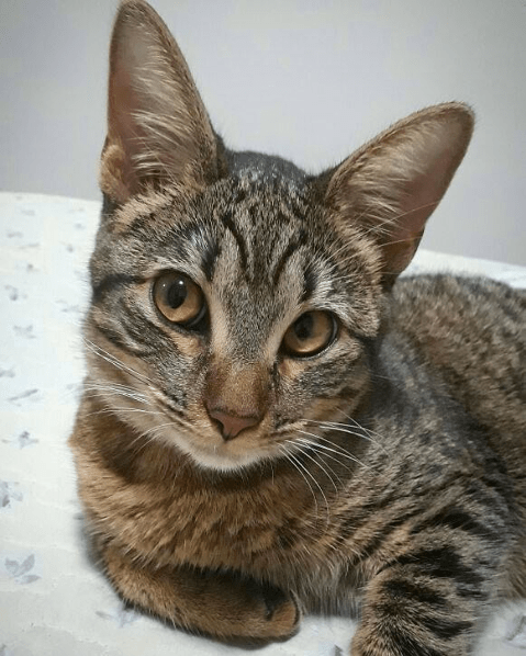 Meu Pet na Vejinha: Pandora