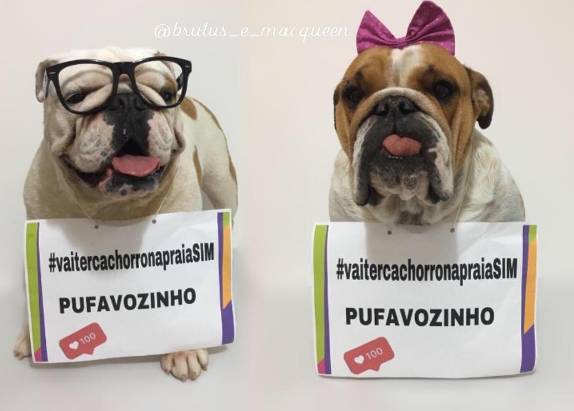 Cariocas organizam petição para permitir cachorros na praia
