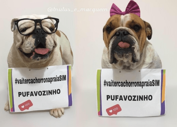 Cariocas organizam petição para permitir cachorros na praia