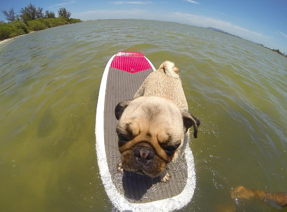 Meu Pet na Vejinha: Cherie