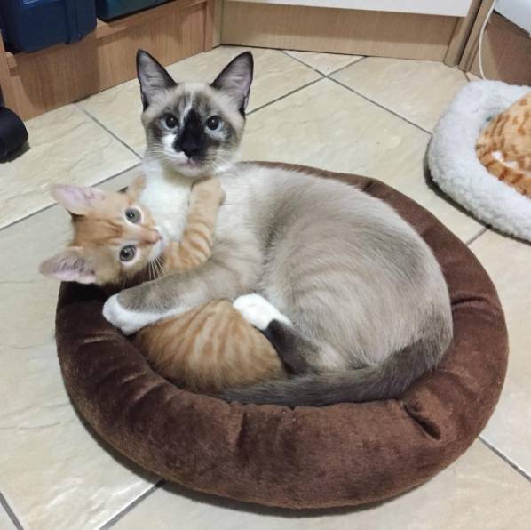 Meu Pet na Vejinha: Romeu e Malelo