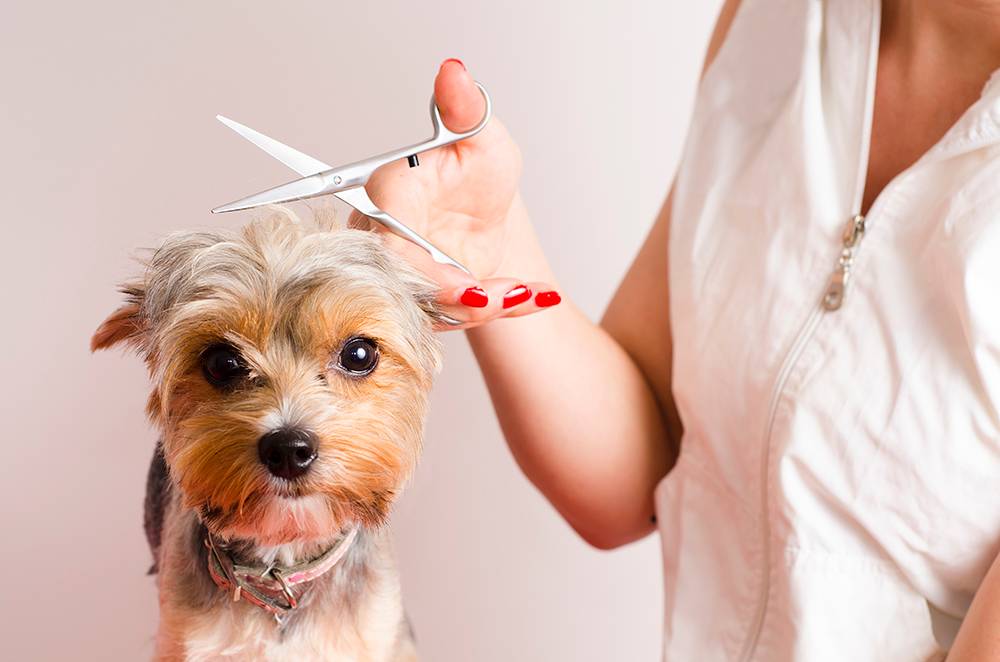 Quatro profissões para quem adora animais de estimação