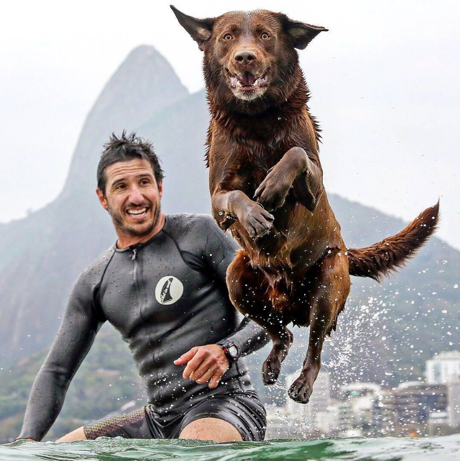 Labrador carioca ganha, pela 4ª vez, campeonato de Surf Dog